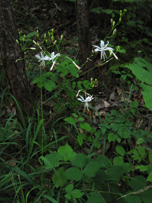 Rispen-Graslilie (Anthericum ramosum)