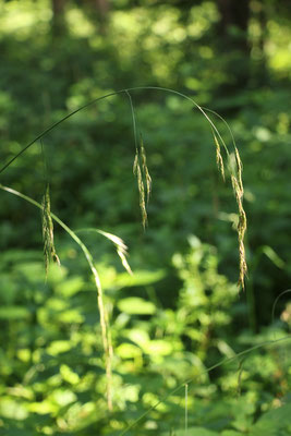 Riesen-Schwingel (Festuca gigantea)