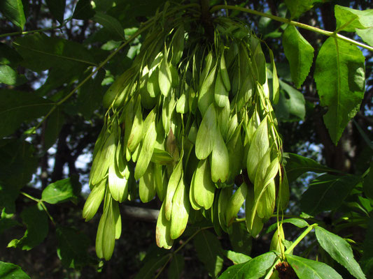 Gewöhnliche Esche (Fraxinus excelsior)