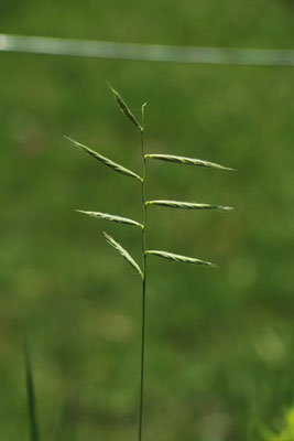 Fieder-Zwenke (Brachypodium pinnatum)