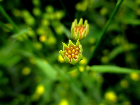 Rainkohl (Lapsana communis)