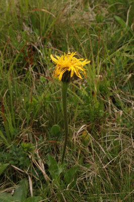 Einkopf-Ferkelkraut (Hypochaeris uniflora)