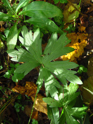 Sumpf-Storchschnabel (Geranium palustre)