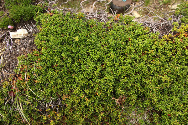 Gamsheide (Loiseleuria procumbens)