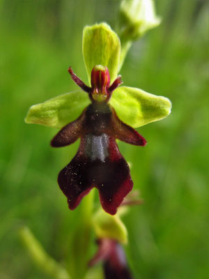 Fliegen-Ragwurz (Ophrys insectifera)