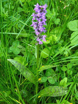 Breitblatt-Fingerwurz (Dactylorhiza majalis agg.)