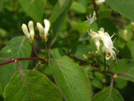 Gewöhnliche Heckenkirsche (Lonicera xylosteum)