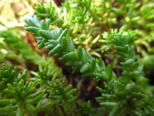 Scharfer Mauerpfeffer (Sedum acre)