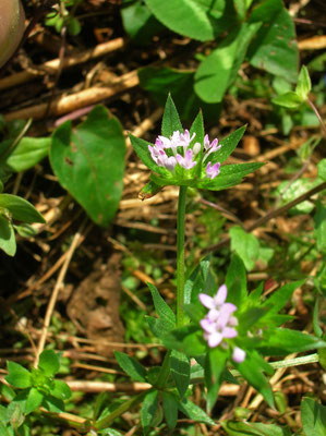 Ackerröte (Sherardia arvensis)