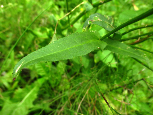 Habichtskraut-Bitterkraut (Picris hieracioides s.lat.)