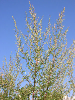 Echter Beifuß (Artemisia vulgaris)