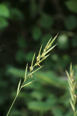 Fieder-Zwenke (Brachypodium pinnatum)