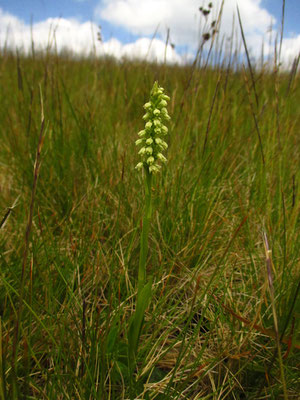 Gewöhnliches Weißzüngel (Pseudorchis albida)