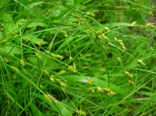 Winkel-Segge (Carex remota)