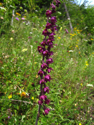 Rot-Ständelwurz (Epipactis atrorubens)