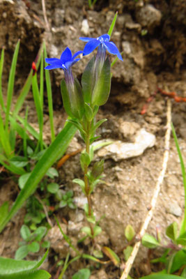 Schlauch-Enzian (Gentiana utriculosa) | Fam. Enziangewächse (Gentianaceae)