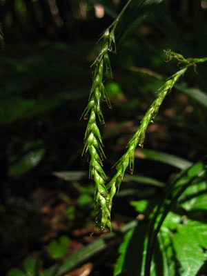 Wald-Segge (Carex sylvatica)