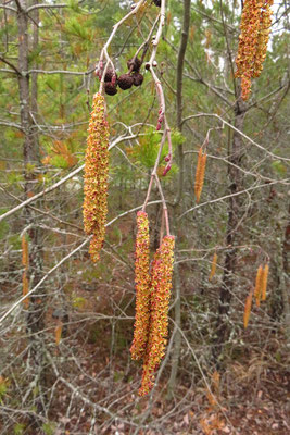 Grau-Erle (Alnus incana) | männliche (gelb) weibliche Blüten (rot)