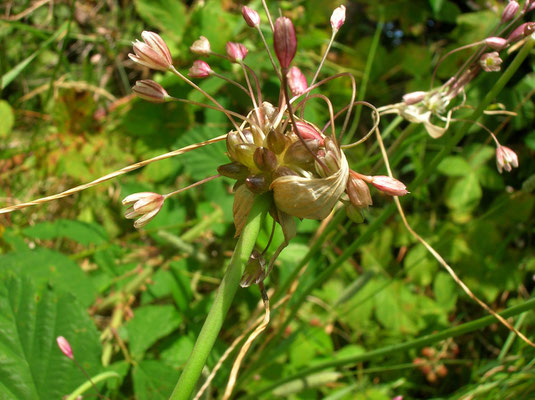 Glocken-Lauch (Allium oleraceum)