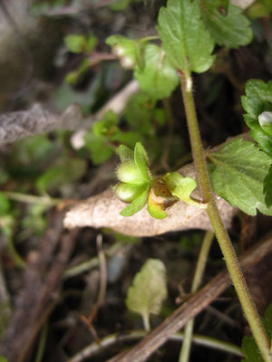 Acker-Ehrenpreis (Veronica agrestis)