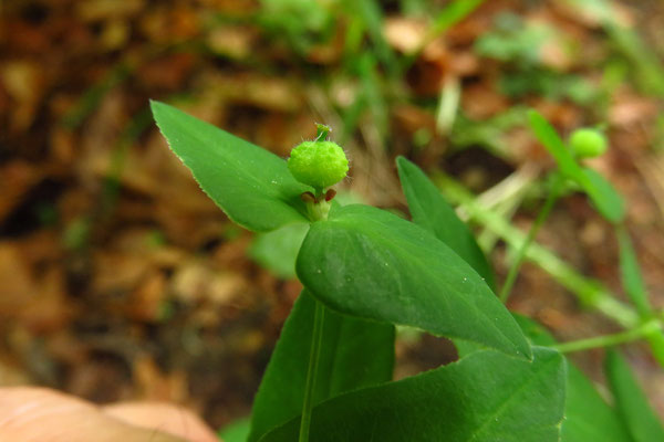 Süß-Wolfsmilch (Euphorbia dulcis)