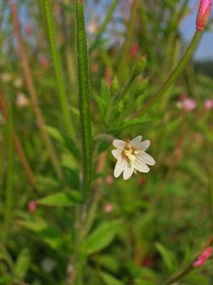 Blasses Weidenröschen (Epilobium roseum)