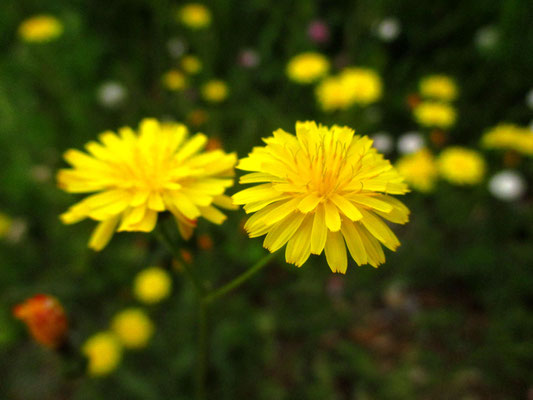 Grün-Pippau (Crepis capillaris)