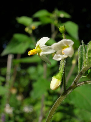 Schwarz-Nachtschatten (Solanum nigrum)