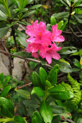 Rost-Alpenrose (Rhododendron ferrugineum) | Fam. Heidegewächse (Ericaceae)