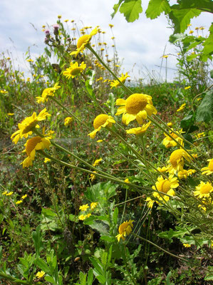 Färber-Hundskamille (Anthemis tinctoria)