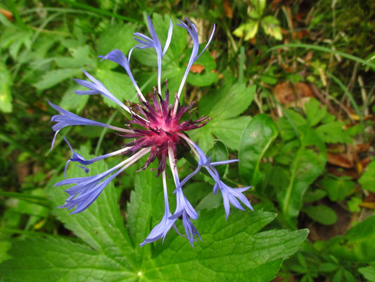 Berg-Blauflockenblume (Cyanus montanus)