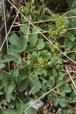 Gelbling (Sibbaldia procumbens)