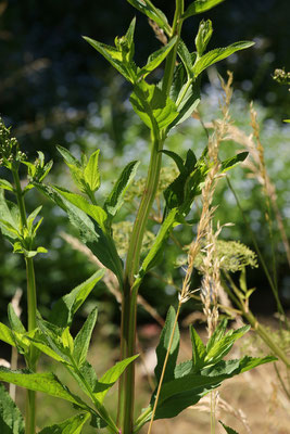 Flügel-Braunwurz (Scrophularia umbrosa)