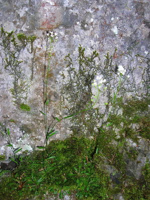 Kugelschötchen (Kernera saxatilis)