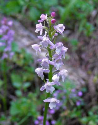 Duft-Händelwurz (Gymnadenia odoratissima)