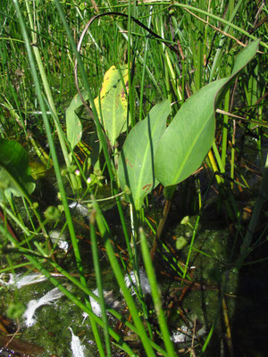 Gewöhnlicher Froschlöffel (Alimsa plantago-aquatica)