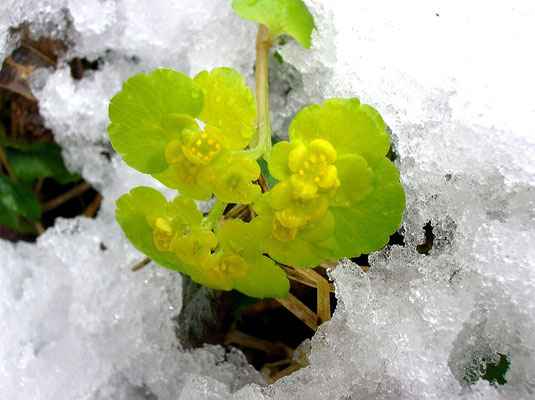 Wechselblatt-Milzkraut (Chrysosplenium alternifolium)