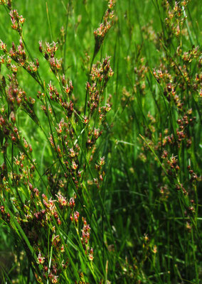 Platthalm-Simse (Juncus compressus)