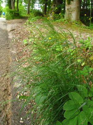 Hain-Rispengras (Poa nemoralis)