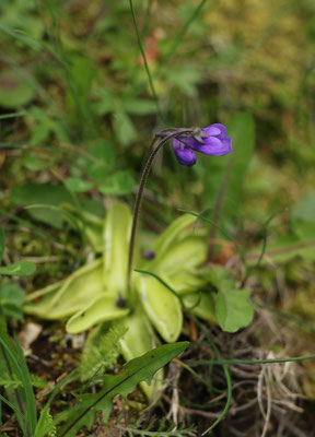 Gewöhnliches Fettkraut (Pinguicula vulgaris) | Familie: Wasserschlauchgewächse (Lentibulariaceae)