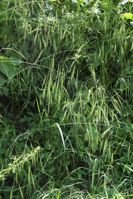 Ruderal-Trespe (Bromus sterilis)