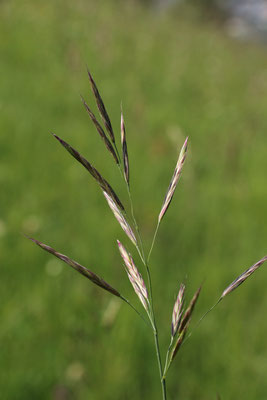 Aufrechte Trespe (Bromus erectus)