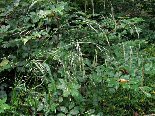 Riesen-Schwingel (Festuca gigantea)