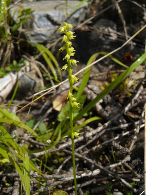 Honig-Einknolle (Herminium monorchis)