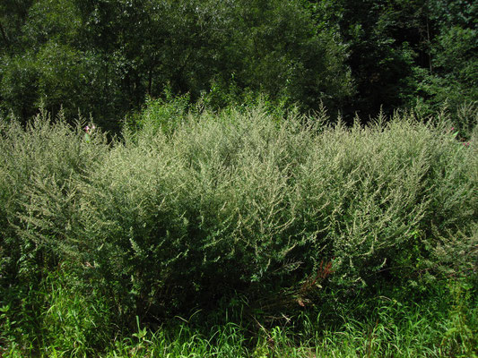 Echter Beifuß (Artemisia vulgaris)