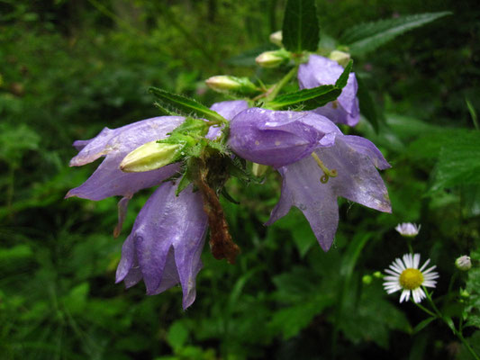 Nessel-Glockenblume (Campanula trachelium)