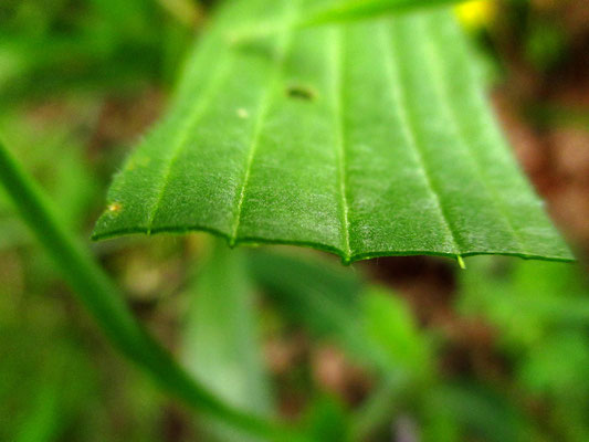 Spitz-Wegerich (Plantago lanceolata)