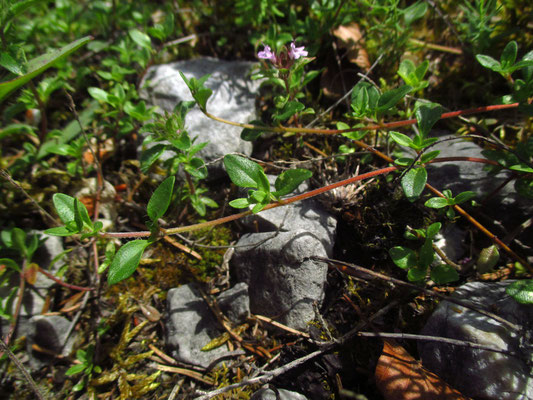 Kriech-Quendel (Thymus praecox)