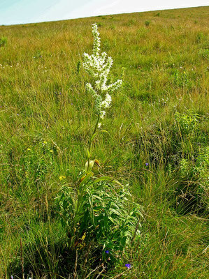 Weißer Germer (Veratrum album)