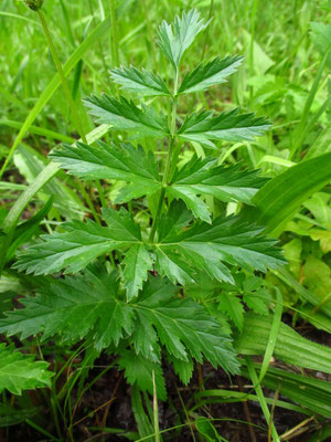 Große Bibernelle (Pimpinella major)